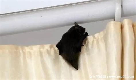 蝙蝠入家 男女床